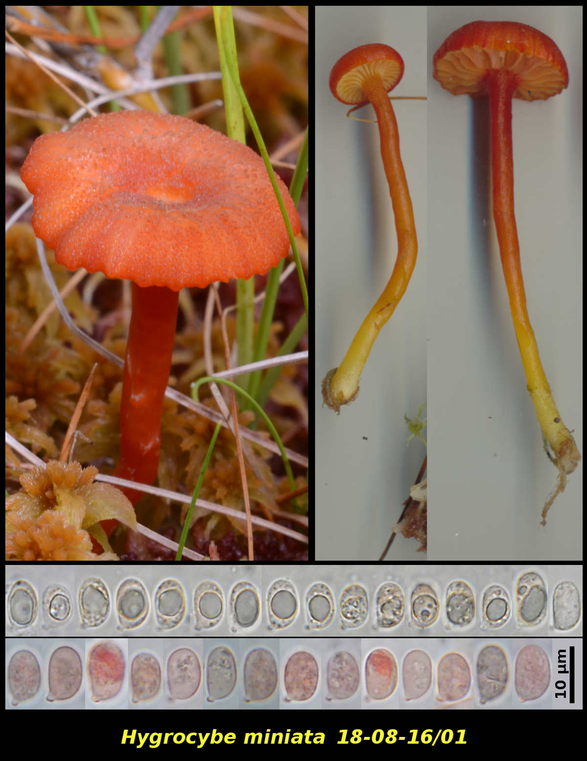 Picture of Hygrocybe miniata